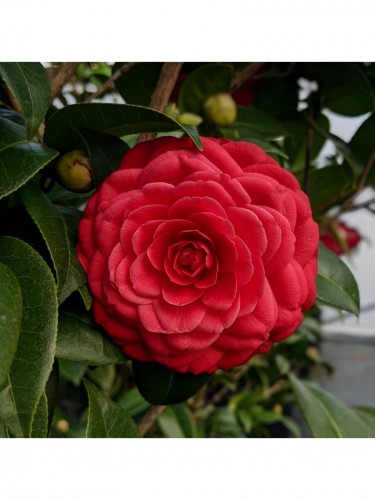 Camelia "Camellia japonica"...