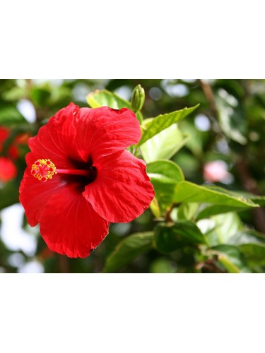 Ibisco della Cina "Hibiscus...