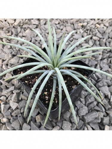 Agave Tenuifolia Blue...