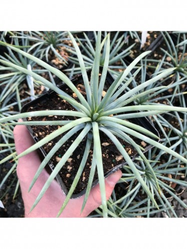 Agave Tenuifolia Blue...