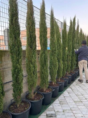 Cipresso toscano "Cupressus...