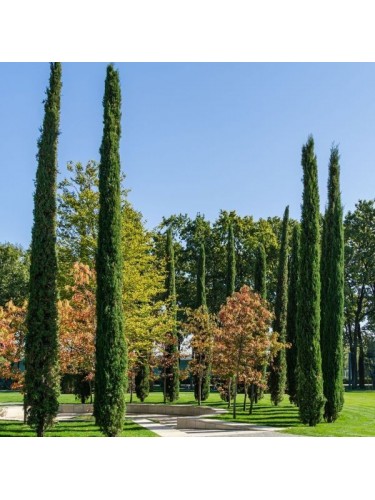 Cipresso toscano "Cupressus...