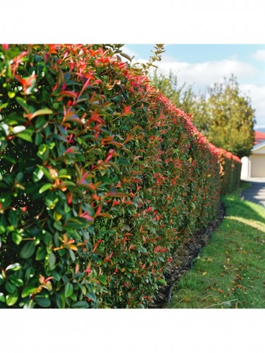 Fotinia "Photinia x fraseri...