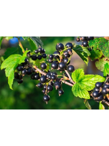 Ribes nero "Ribes nigrum...