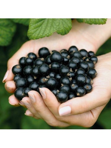 Ribes nero "Ribes nigrum...