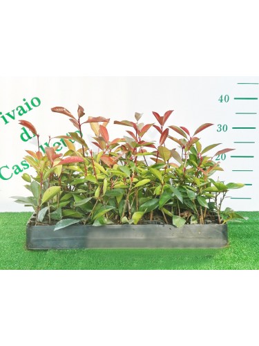 Fotinia "Photinia x fraseri...