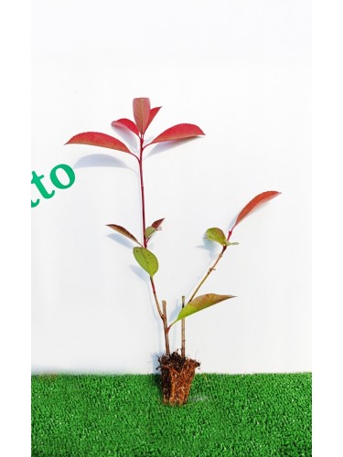 Fotinia "Photinia x fraseri...