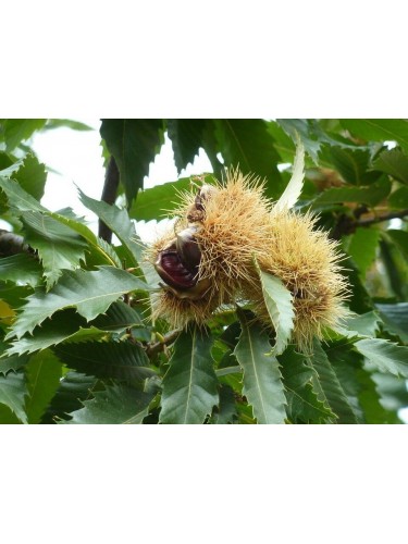 Castagno comune "Castanea...