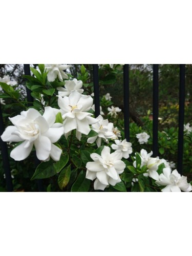 Gardenia multiflora...