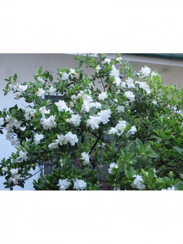 Gardenia multiflora...