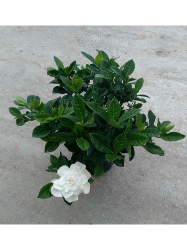 Gardenia multiflora...