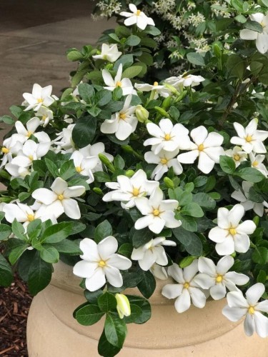 Gardenia jasminoides...