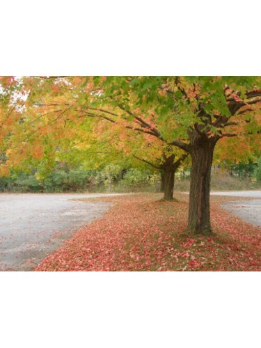 Acero campestre "Acer...