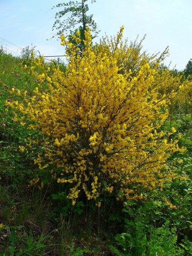 Ginestra dei Carbonai...