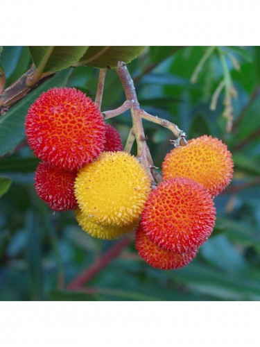 Corbezzolo "Arbutus unedo"...