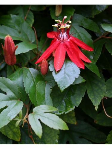 Passiflora Coccinea pianta...