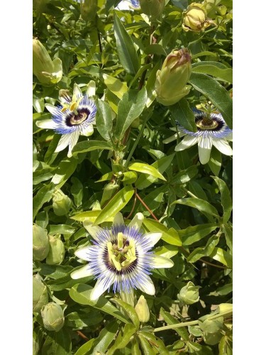 Passiflora Edulis Maracuja...