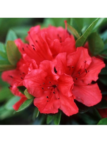 Azalea giapponese rossa...