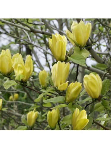 Magnolia gialla "Magnolia...