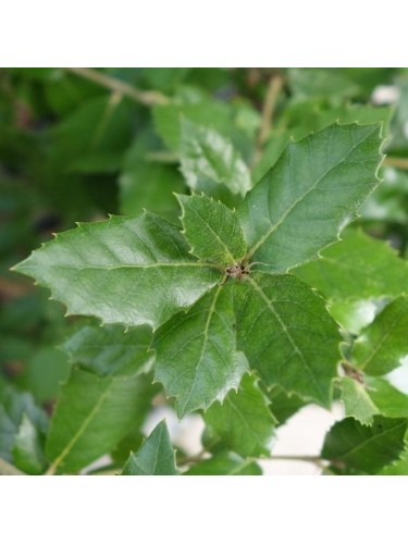 Leccio Elce "Quercus ilex"...