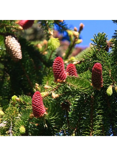 Abete rosso "Picea abies"...