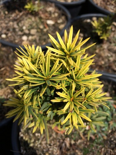 Tasso variegato "Taxus...