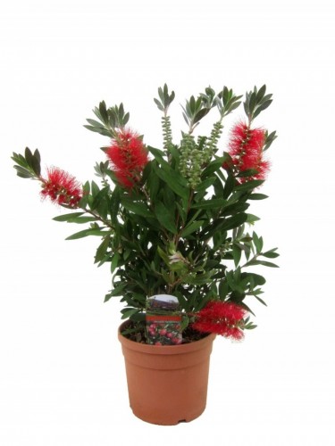 Callistemone "Callistemon...