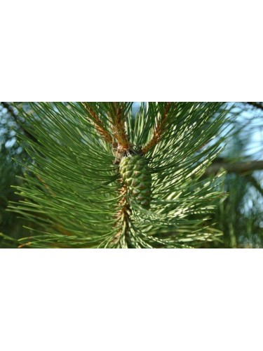 Pino nero"Pinus nigra"...