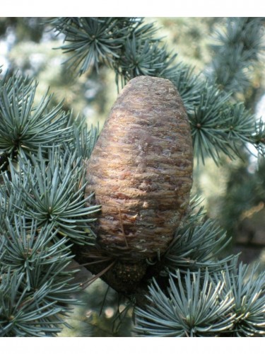 Cedro dell'Atlante "Cedrus...