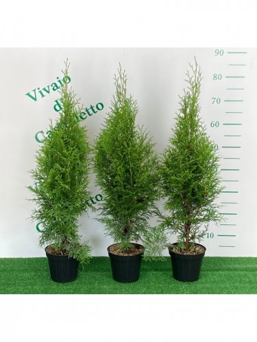 Tuia smeraldo "Thuja...