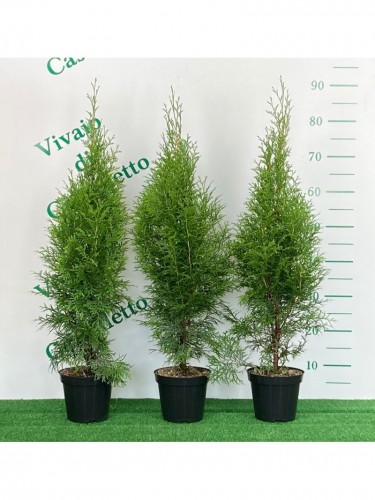 Tuia smeraldo "Thuja...