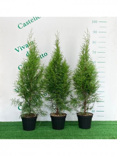 Tuia smeraldo "Thuja...