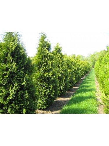 Tuia "Thuja occidentalis...