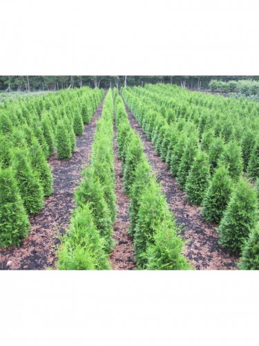 Tuia "Thuja occidentalis...