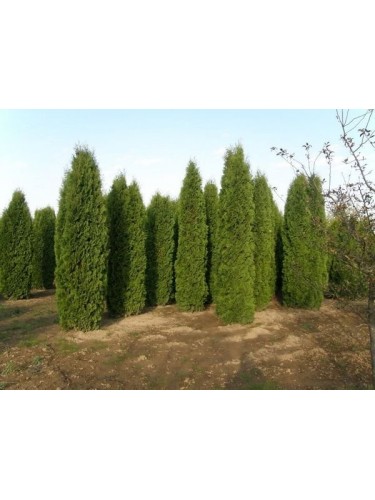 Tuia "Thuja occidentalis...