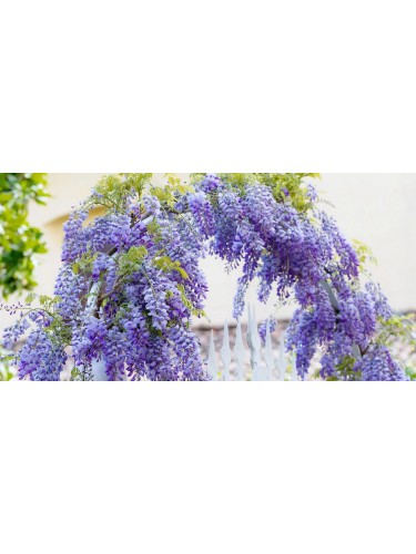 Glicine "Wisteria" pianta...