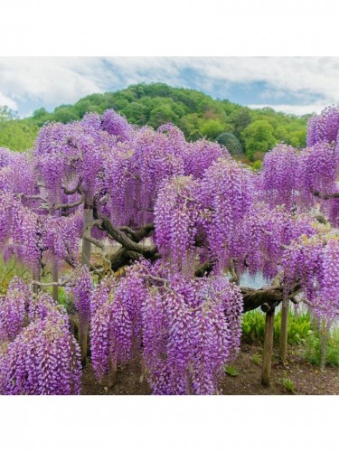 Glicine "Wisteria" pianta...