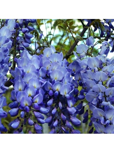 Glicine "Wisteria" pianta...