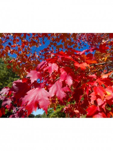 Acero Rosso "Acer rubrum"...