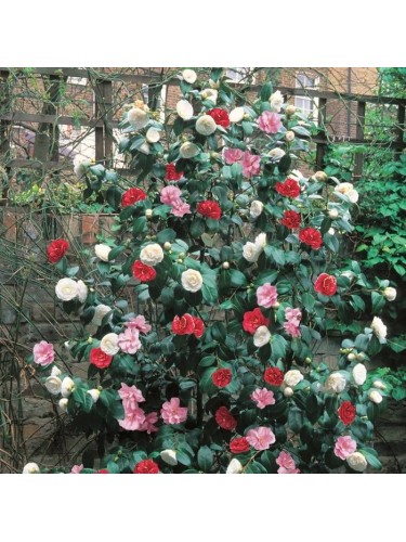 Camelia japonica tricolore...