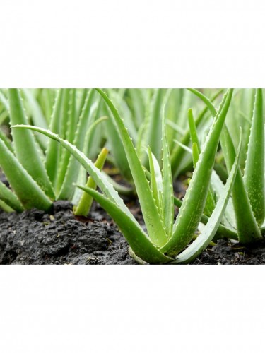 Aloe vera pianta officinale...