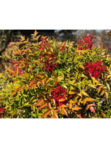 Nandina domestica "Bambù...