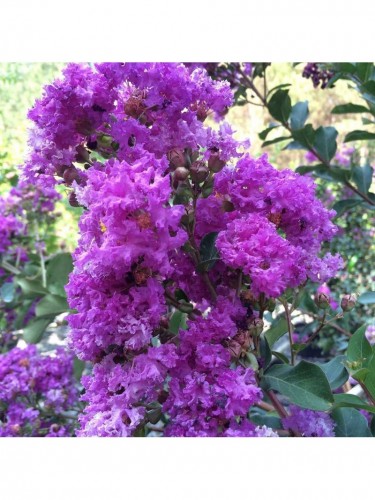 Lagerstroemia indica viola...