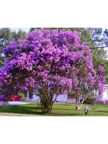 Lagerstroemia indica viola...