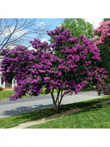 Lagerstroemia indica viola...