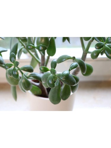 Crassula ovata "Albero dei...