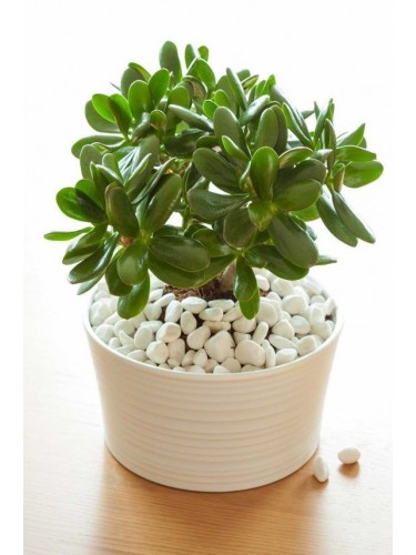 Crassula ovata "Albero dei...