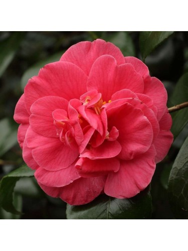 Camelia rosa "Camellia...