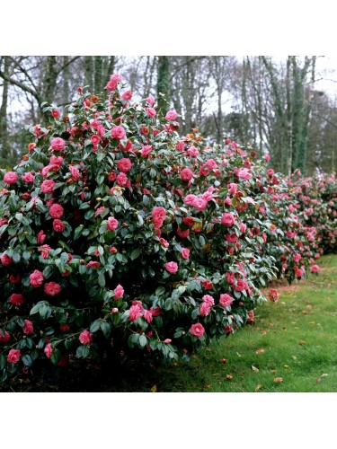 Camelia rosa "Camellia...