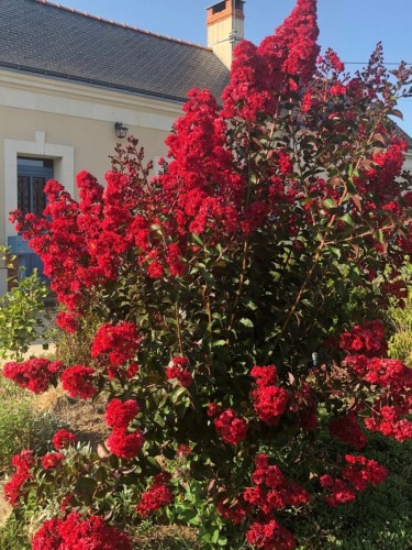 Lagerstroemia indica rossa...